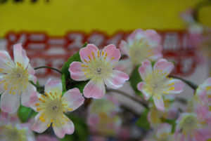 0318sakura.jpg