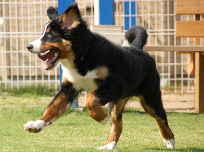 20080527dogrun5.jpg