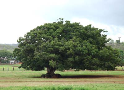 20081027hawaii1.jpg