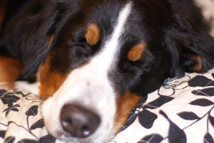 20081231umi2.jpg