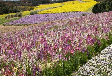 spring_img_linaria1