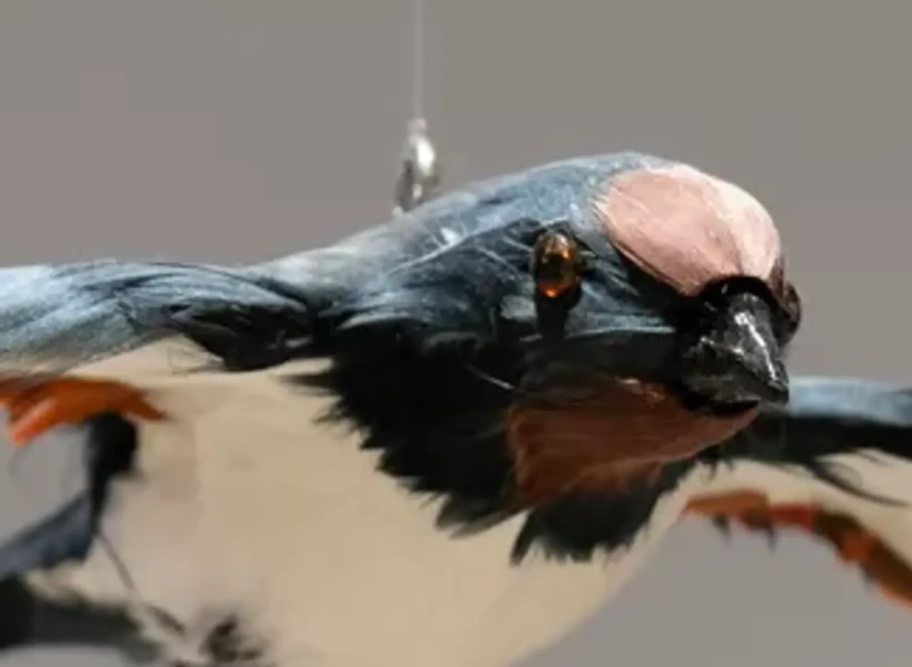 鳥模型の頭部分