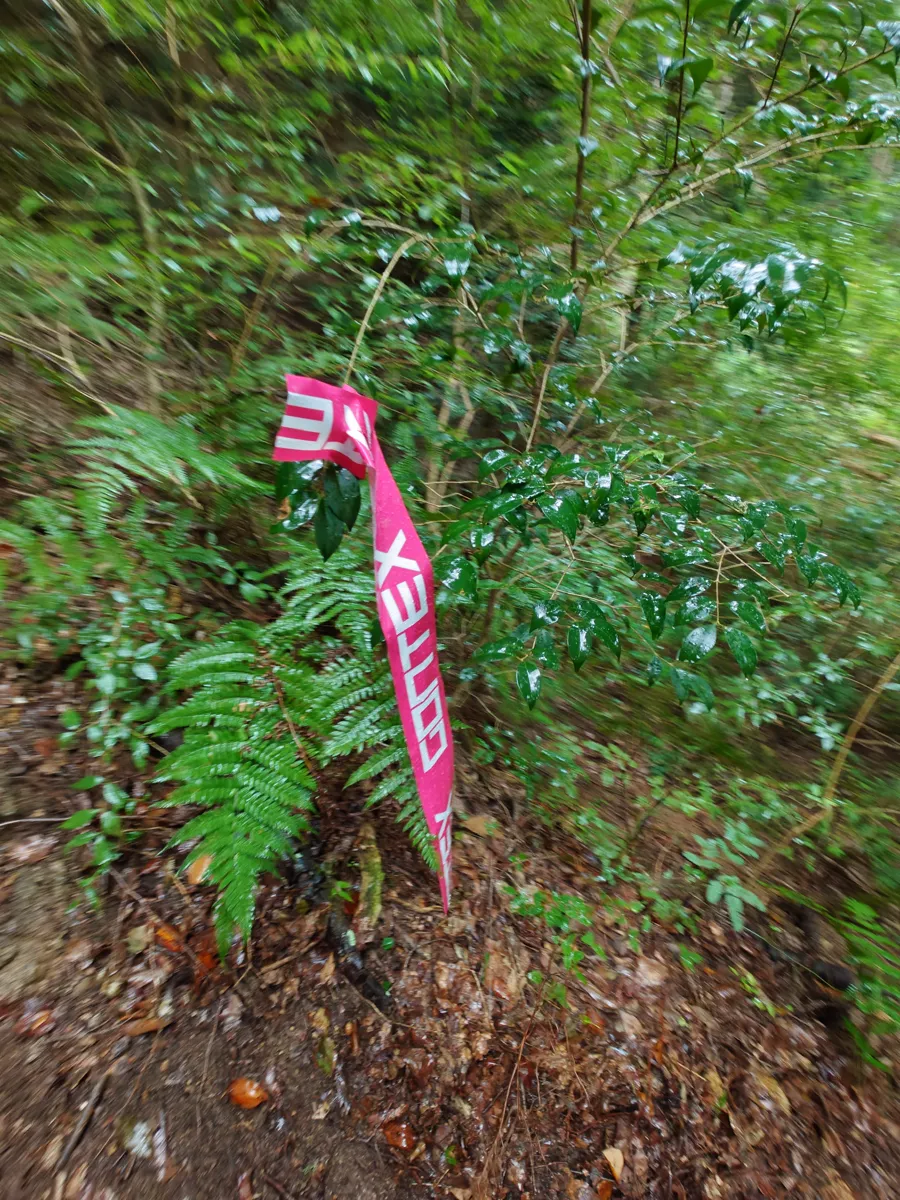 道に迷いそうなポイントでは、ピンクのテープ