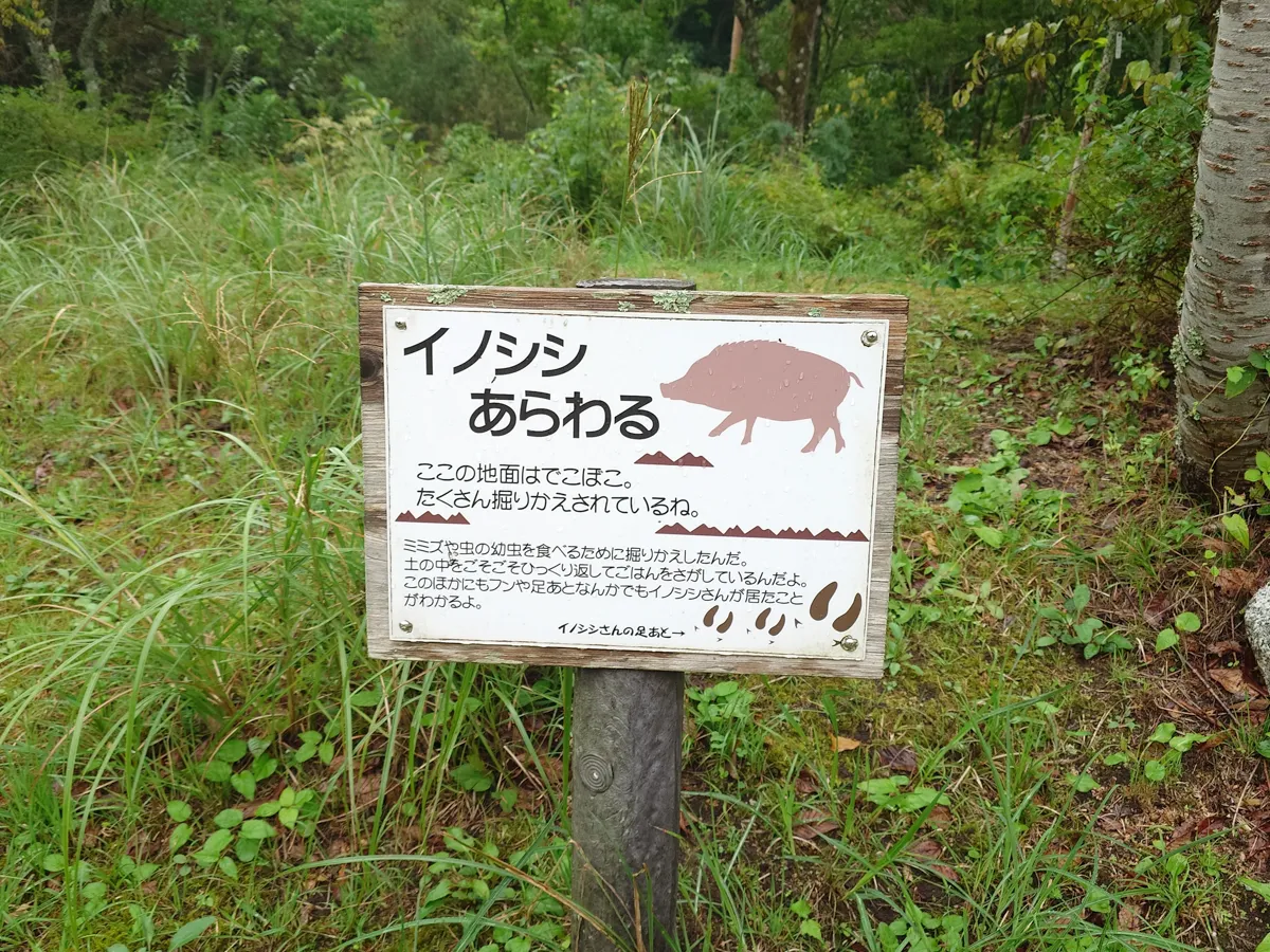 山道だから、そりゃぁ、イノシシも出る